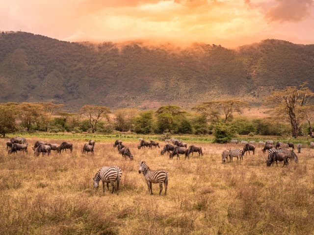 아루샤 & 세렝게티, 탄자니아